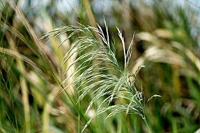 《宝可梦 朱＆紫》新TVCM公布 11月18日正式发售